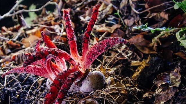 Birbirinden tuhaf meyve ve sebzeler 76