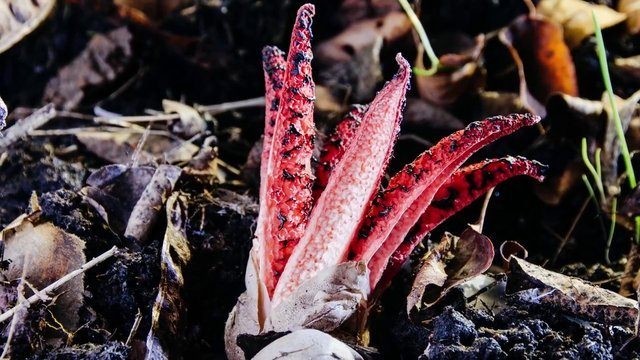 Birbirinden tuhaf meyve ve sebzeler 77