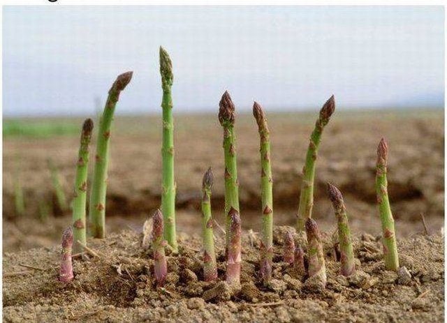 Birbirinden tuhaf meyve ve sebzeler 8