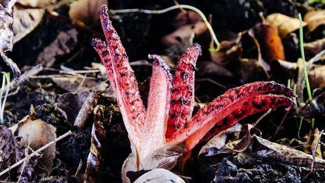 Birbirinden tuhaf meyve ve sebzeler 78