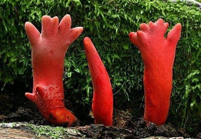 Birbirinden tuhaf meyve ve sebzeler 81