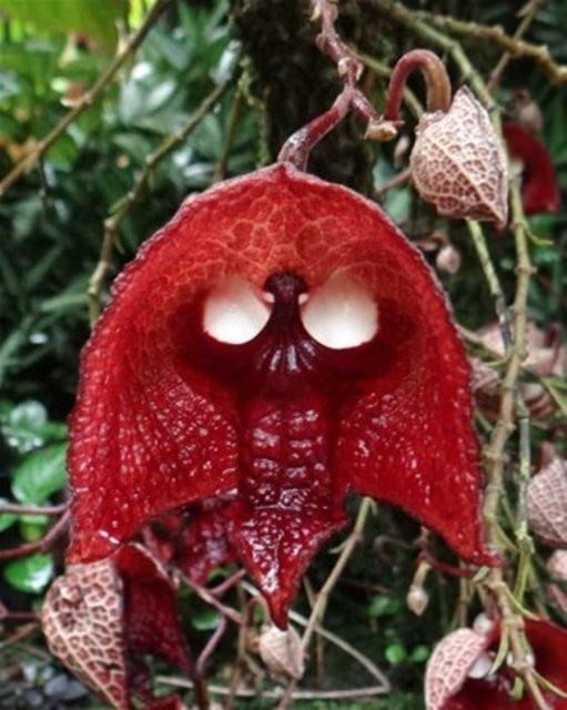 Birbirinden tuhaf meyve ve sebzeler 83