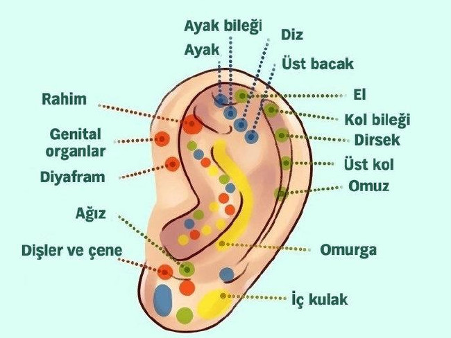 Kulaktaki hangi bölge hangi ağrıyı kesiyor? 3