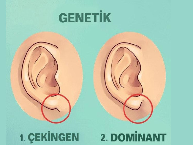 Kulaktaki hangi bölge hangi ağrıyı kesiyor? 6