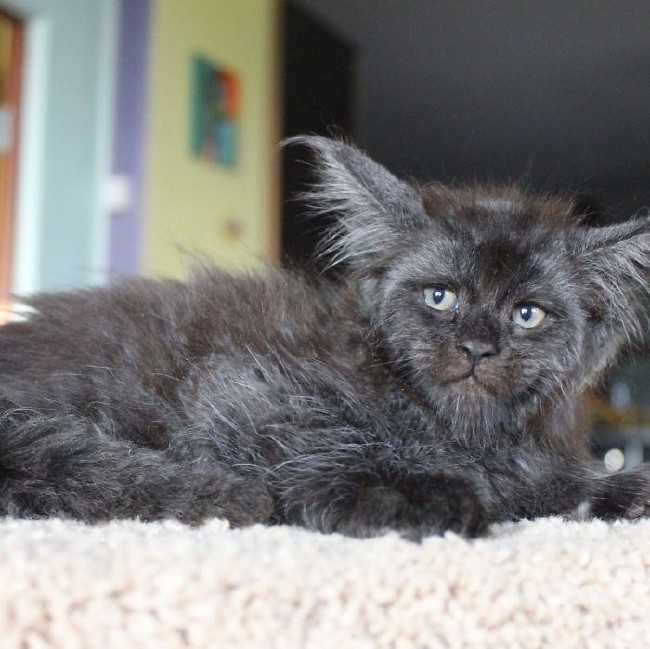 İnternetin yeni fenomeni insan yüzlü Valkyrie 10