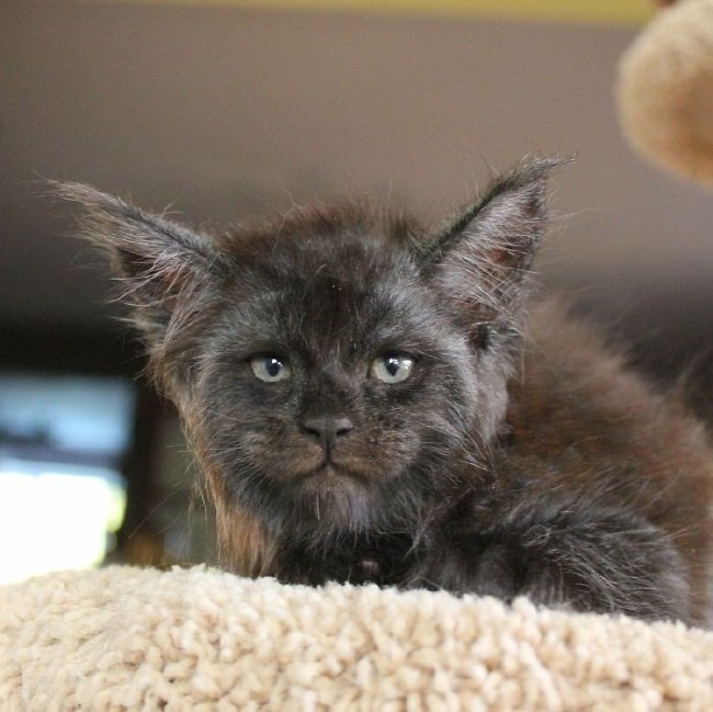 İnternetin yeni fenomeni insan yüzlü Valkyrie 11