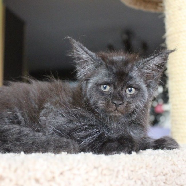 İnternetin yeni fenomeni insan yüzlü Valkyrie 12