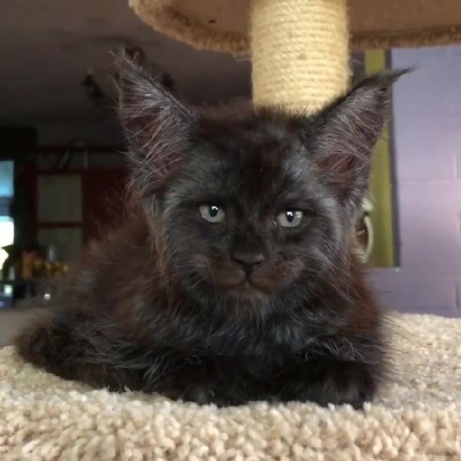 İnternetin yeni fenomeni insan yüzlü Valkyrie 4