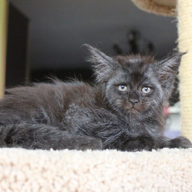 İnternetin yeni fenomeni insan yüzlü Valkyrie 8