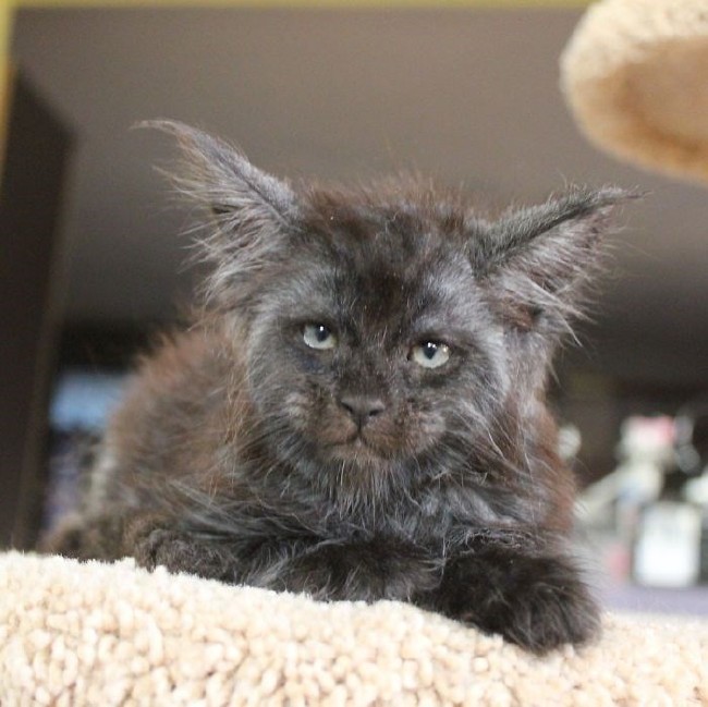 İnternetin yeni fenomeni insan yüzlü Valkyrie 9