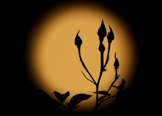 Kanlı Ay Tutulması fotoğrafı nasıl çekilir? 6