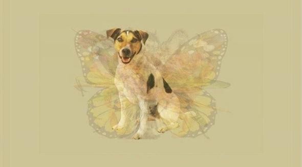 Hızla yayılan karakter testi: Hangi hayvanı... 13