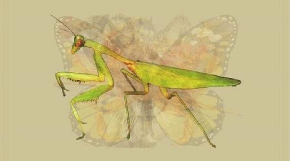 Hızla yayılan karakter testi: Hangi hayvanı... 9