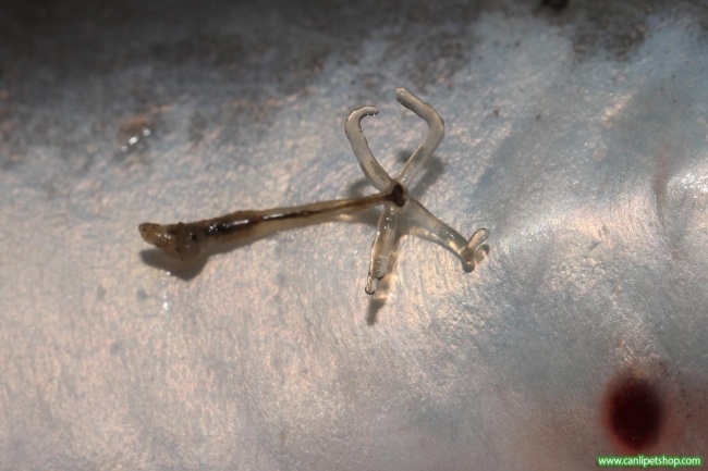 10 hastalık 10 tuhaf komplo 3