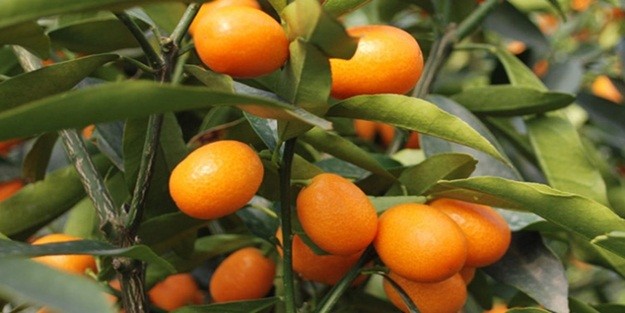 İşte en besleyici yiyecek hangisi sorusunun yanıtı 7