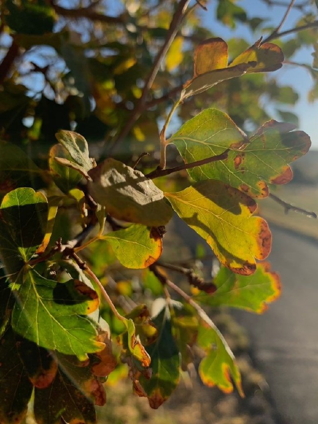 İşte yeni iPhone’larla çekilmiş fotoğraflar... 7