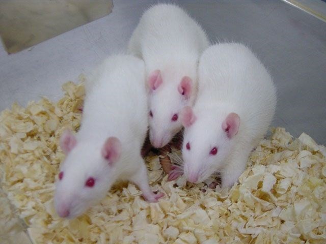 Çok az kişi tarafından bilinen ilginç bilgiler! Ay nasıl kokar? 9