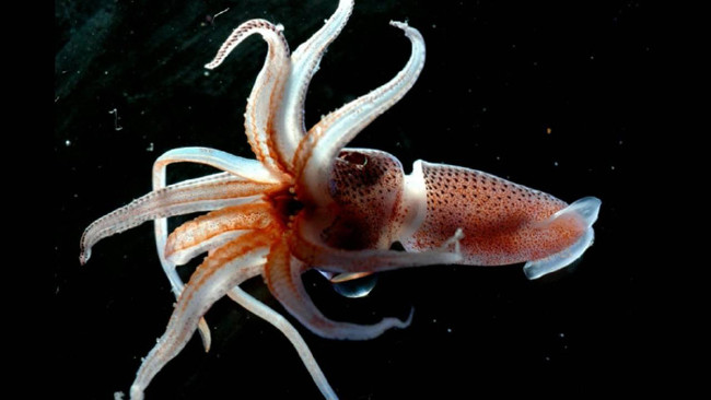 Dünya dışı yaşam arayışımızdaki 11 gerçek 9