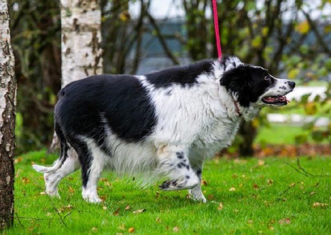 Dünyanın en büyük hayvanları 8