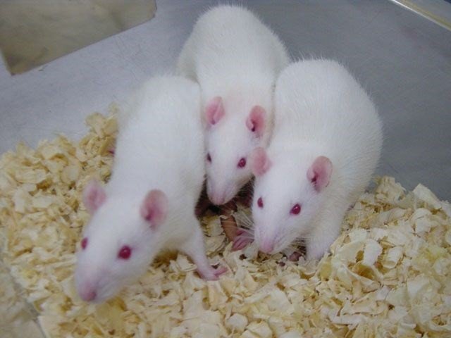 Çok az kişi tarafından bilinen ilginç bilgiler 15