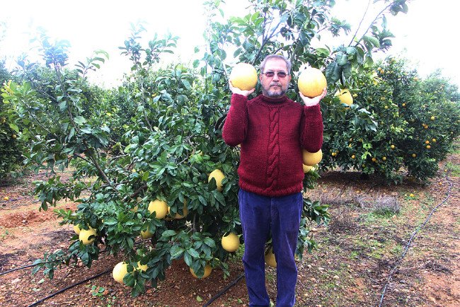 Bu kavun ağaçta yetişiyor 1