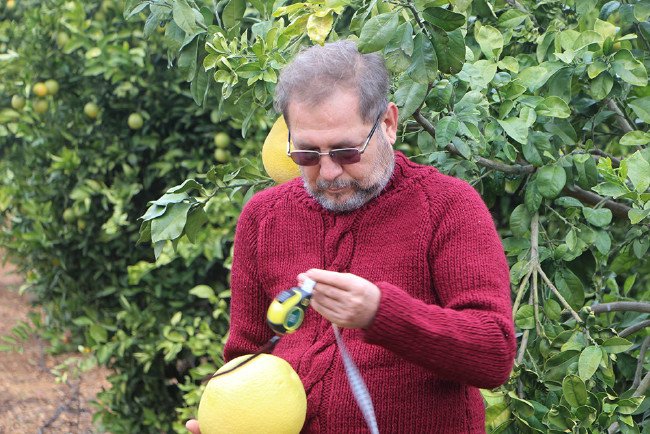 Bu kavun ağaçta yetişiyor 2