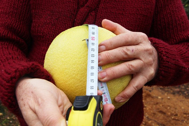 Bu kavun ağaçta yetişiyor 3