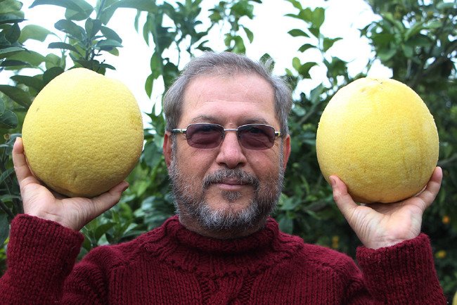 Bu kavun ağaçta yetişiyor 4