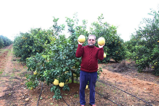 Bu kavun ağaçta yetişiyor 6