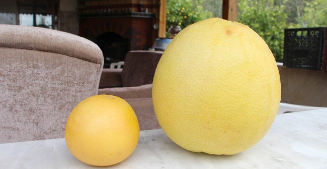 Bu kavun ağaçta yetişiyor 7