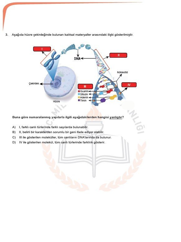 2019 LGS örnek soruları 58