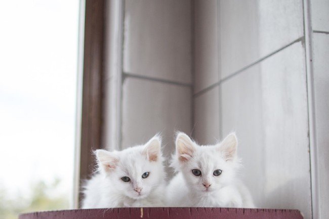 İşte meşhur Ankara kedisinin özellikleri... 4