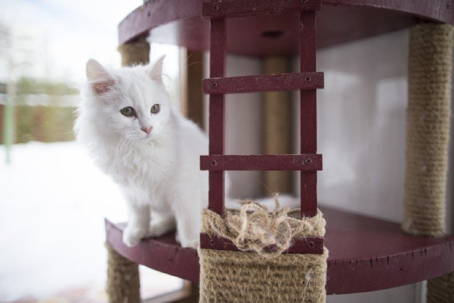 İşte meşhur Ankara kedisinin özellikleri... 5