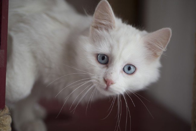 İşte meşhur Ankara kedisinin özellikleri... 7
