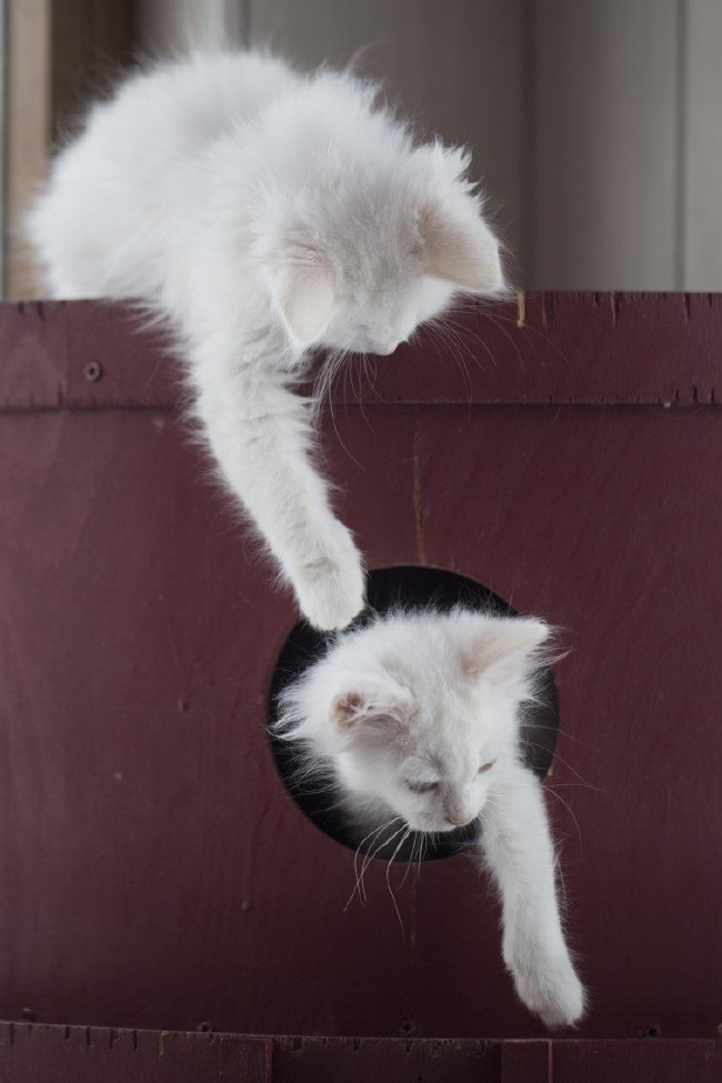 İşte meşhur Ankara kedisinin özellikleri... 10