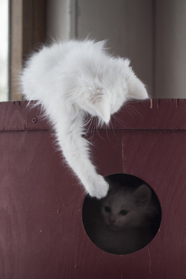 İşte meşhur Ankara kedisinin özellikleri... 11