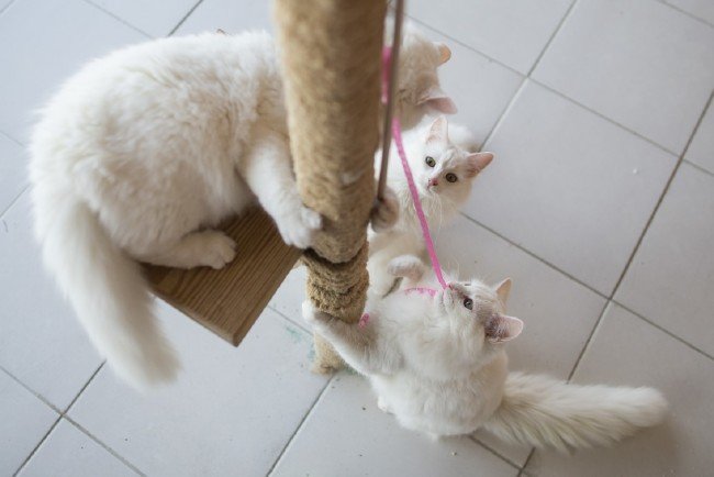 İşte meşhur Ankara kedisinin özellikleri... 13