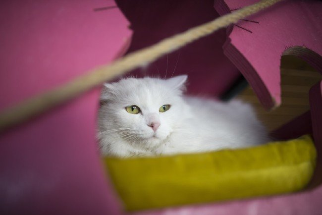 İşte meşhur Ankara kedisinin özellikleri... 14