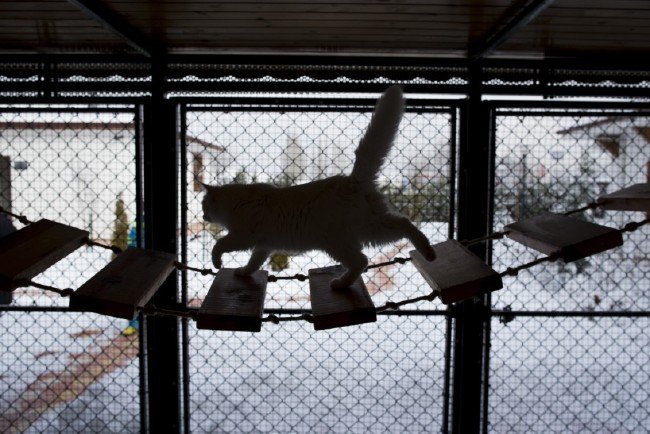 İşte meşhur Ankara kedisinin özellikleri... 16