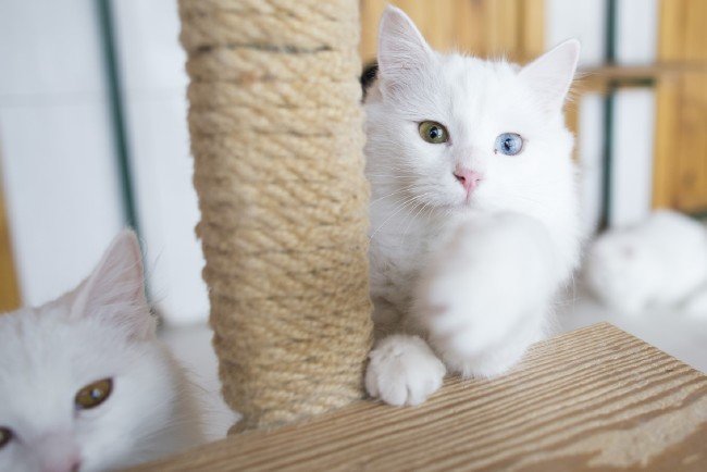 İşte meşhur Ankara kedisinin özellikleri... 18
