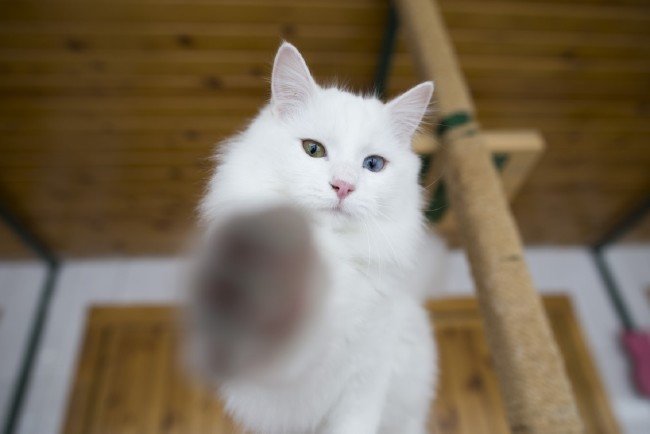 İşte meşhur Ankara kedisinin özellikleri... 19