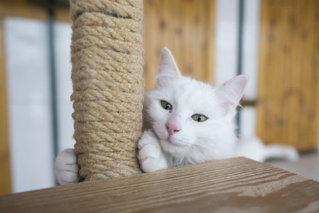 İşte meşhur Ankara kedisinin özellikleri... 20