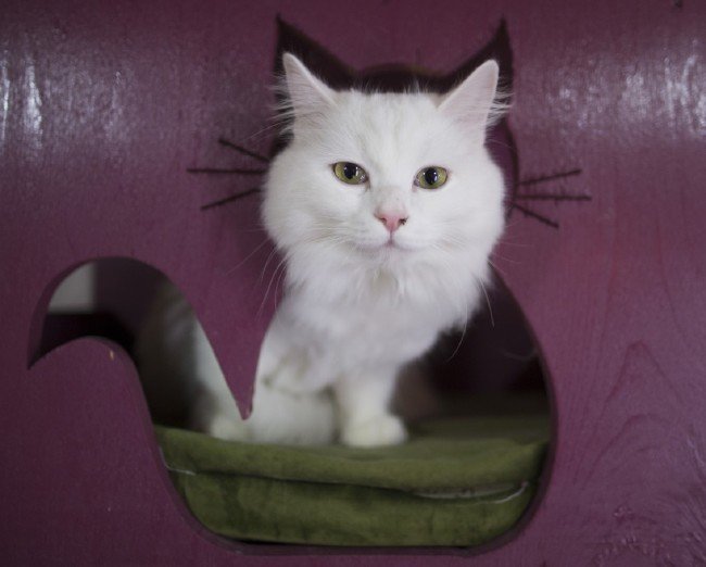 İşte meşhur Ankara kedisinin özellikleri... 21