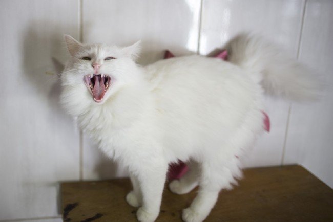 İşte meşhur Ankara kedisinin özellikleri... 22