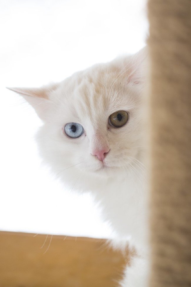 İşte meşhur Ankara kedisinin özellikleri... 23