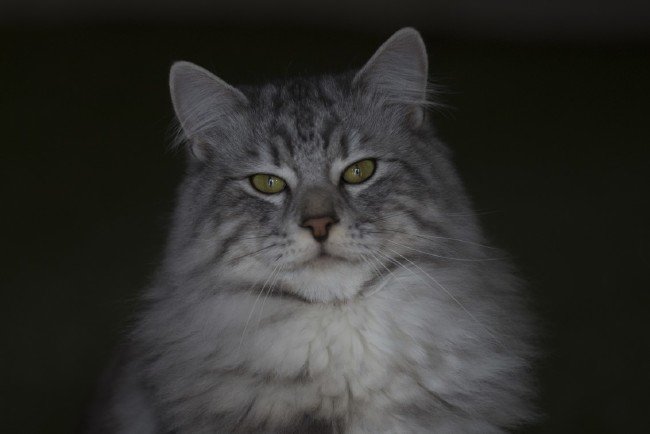 İşte meşhur Ankara kedisinin özellikleri... 24