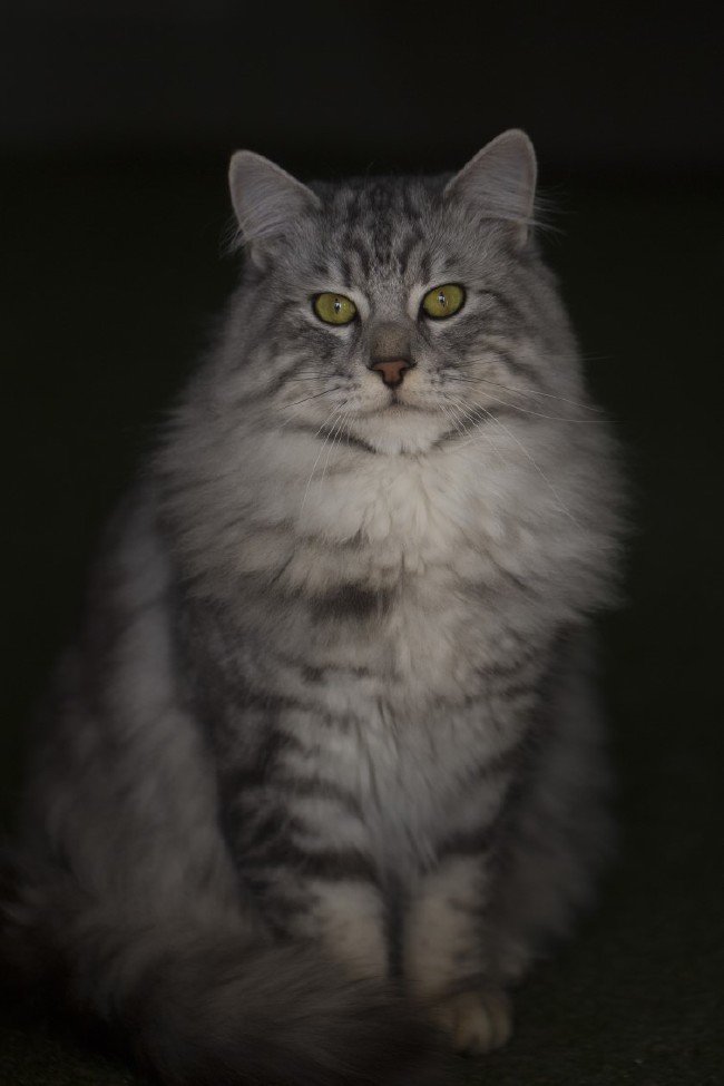 İşte meşhur Ankara kedisinin özellikleri... 25