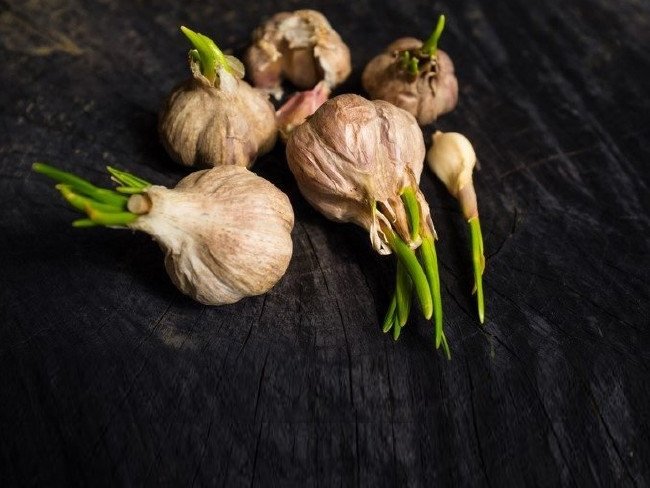 Filizlenen sarımsağın ilginç faydaları 1