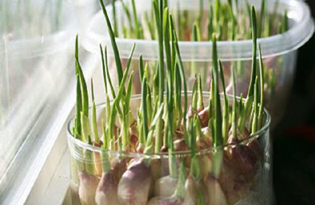 Filizlenen sarımsağın ilginç faydaları 10