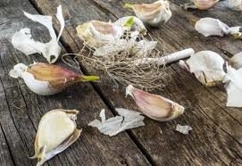 Filizlenen sarımsağın ilginç faydaları 12